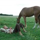 photo du film Le dernier été de la Boyita