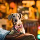photo du film Marmaduke