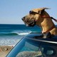 photo du film Marmaduke