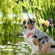 photo du film Marmaduke