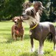 photo du film Marmaduke