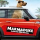 photo du film Marmaduke