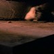 photo du film Les Rats de Manhattan
