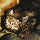 photo du film Les Rats de Manhattan