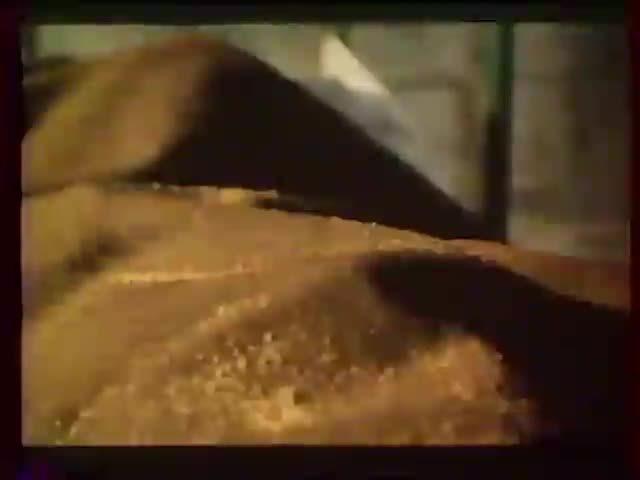 Extrait vidéo du film  Les Rats de Manhattan