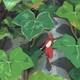 photo du film Arrietty, le petit monde des chapardeurs