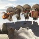 photo du film Rango