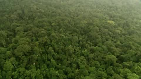 Extrait vidéo du film  Bonobos