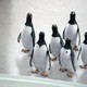 photo du film M. Popper et ses pingouins