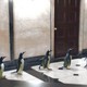 photo du film M. Popper et ses pingouins