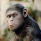 photo du film La Planète des singes : les origines