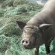 photo du film Le cochon de Gaza