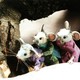 photo du film Le petit monde de Bahador