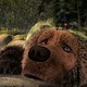 photo du film L'Ours Montagne