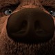photo du film L'Ours Montagne