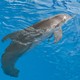 photo du film L'incroyable histoire de Winter le dauphin