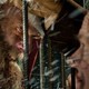 photo du film Père Noël Origines