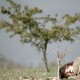 photo du film A travers les branches d'un arbre