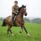 photo du film Cheval de guerre