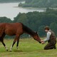 photo du film Cheval de guerre