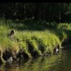 photo du film A pas de loup