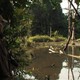 photo du film L'hypothèse du Mokélé-M'Bembé
