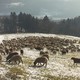 photo du film Hiver nomade