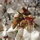 photo du film Des abeilles et des hommes