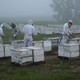 photo du film Des abeilles et des hommes