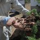 photo du film Des abeilles et des hommes