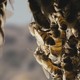 photo du film Des abeilles et des hommes