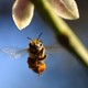 photo du film Des abeilles et des hommes