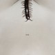 photo du film The Human Centipede II (Full Sequence)