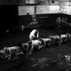 photo du film The Human Centipede II (Full Sequence)