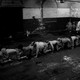 photo du film The Human Centipede II (Full Sequence)