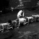 photo du film The Human Centipede II (Full Sequence)