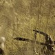 photo du film Los salvajes