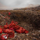 photo du film Polluting paradise