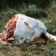 photo du film Histoire de ma mort