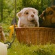 photo du film sacrés rongeurs