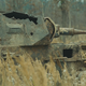 photo du film white tiger