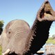photo du film African Safari 3D