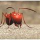 photo du film Minuscule - La Vallée des fourmis perdues