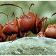 photo du film Minuscule - La Vallée des fourmis perdues