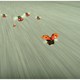 photo du film Minuscule - La Vallée des fourmis perdues