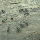 photo du film Minuscule - La Vallée des fourmis perdues