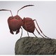 photo du film Minuscule - La Vallée des fourmis perdues