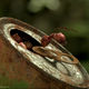 photo du film Minuscule - La Vallée des fourmis perdues