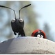 photo du film Minuscule - La Vallée des fourmis perdues