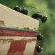 photo du film Minuscule - La Vallée des fourmis perdues